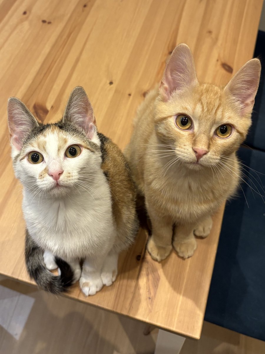 ryn (& apple) ‧₊ 🍒 ᵎᵎ tweet media