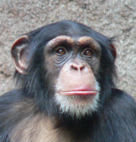 Nezvaný host 🇨🇿 tweet media