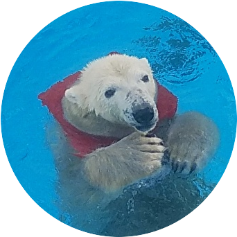 ランサー tweet media