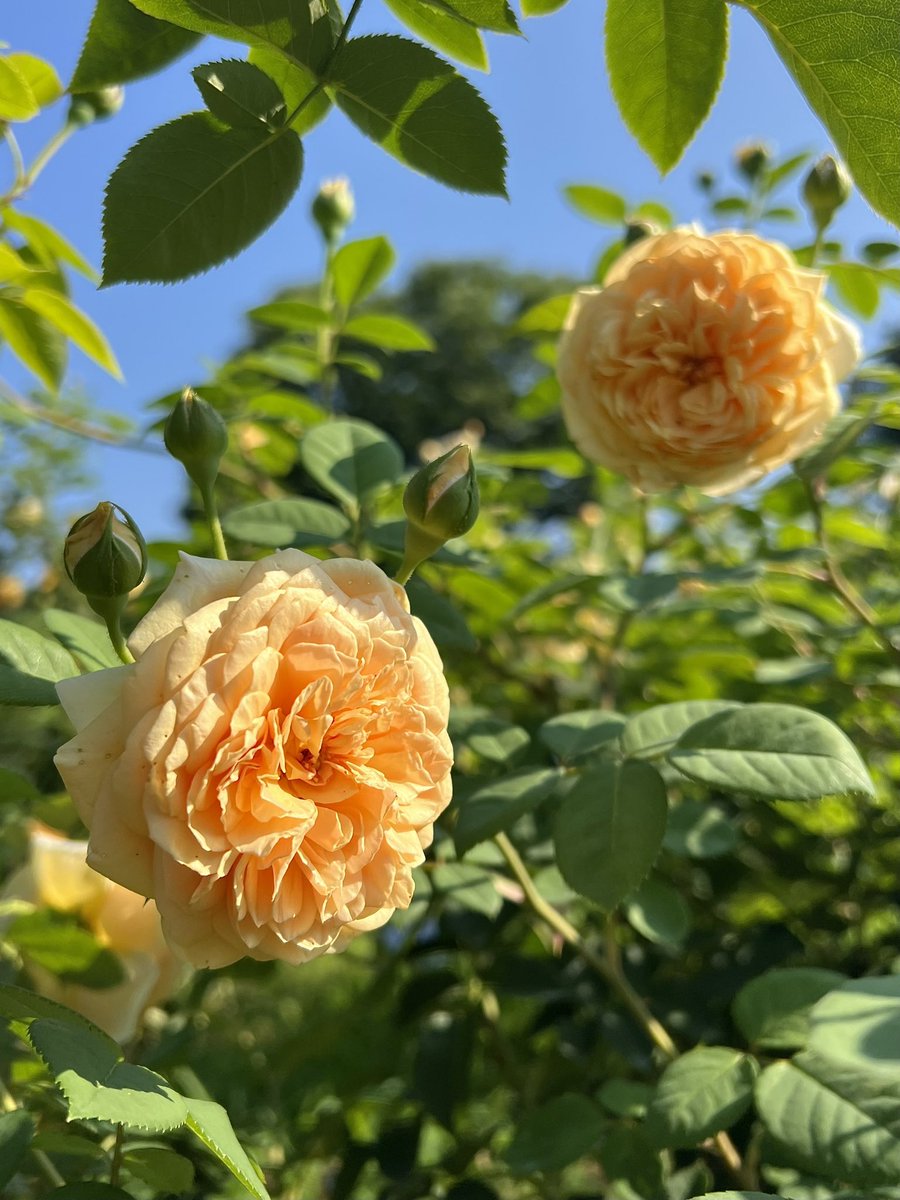 ︎𖧧 西沢 春海 tweet media