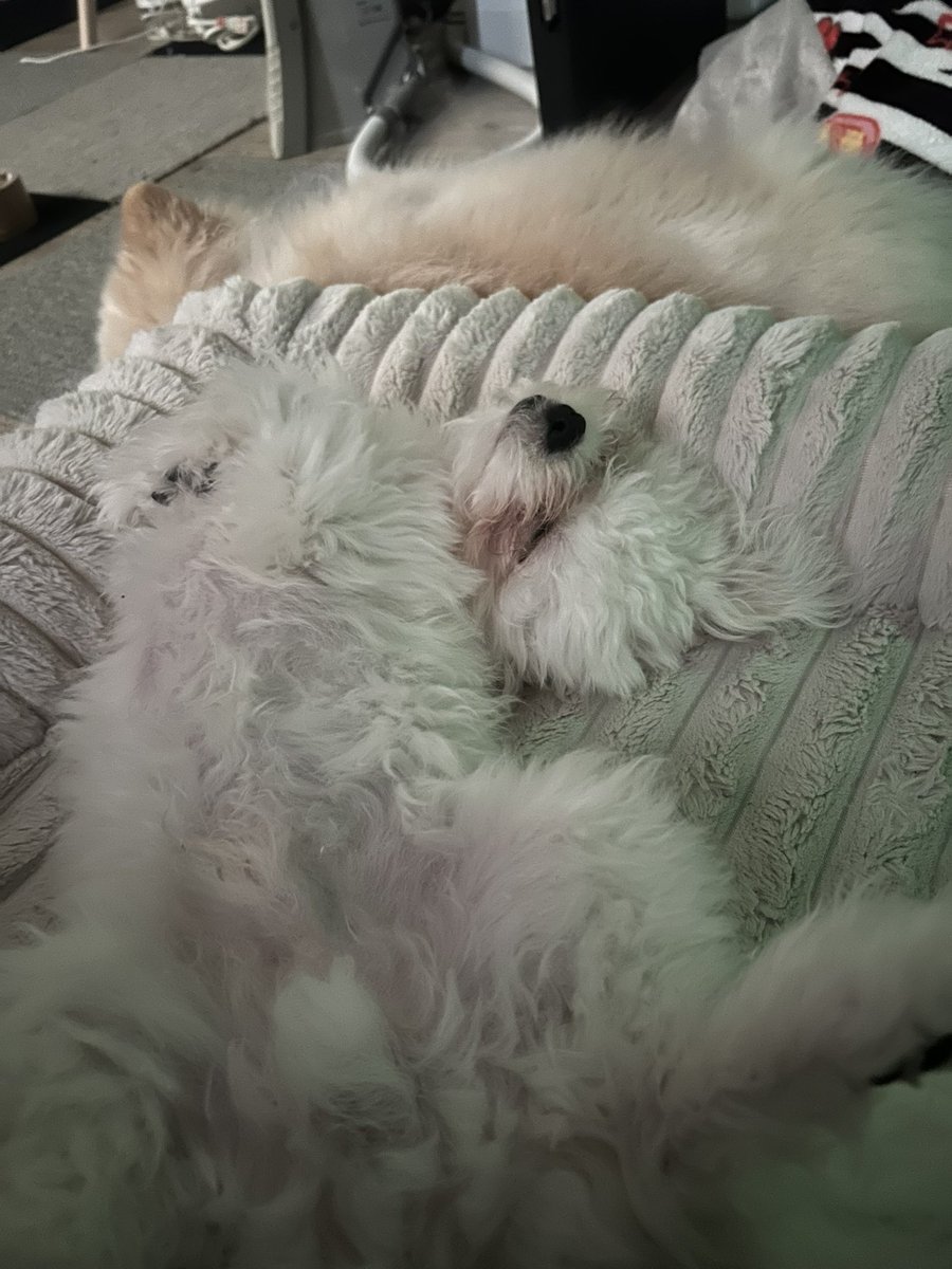 わたあめ屋 tweet media