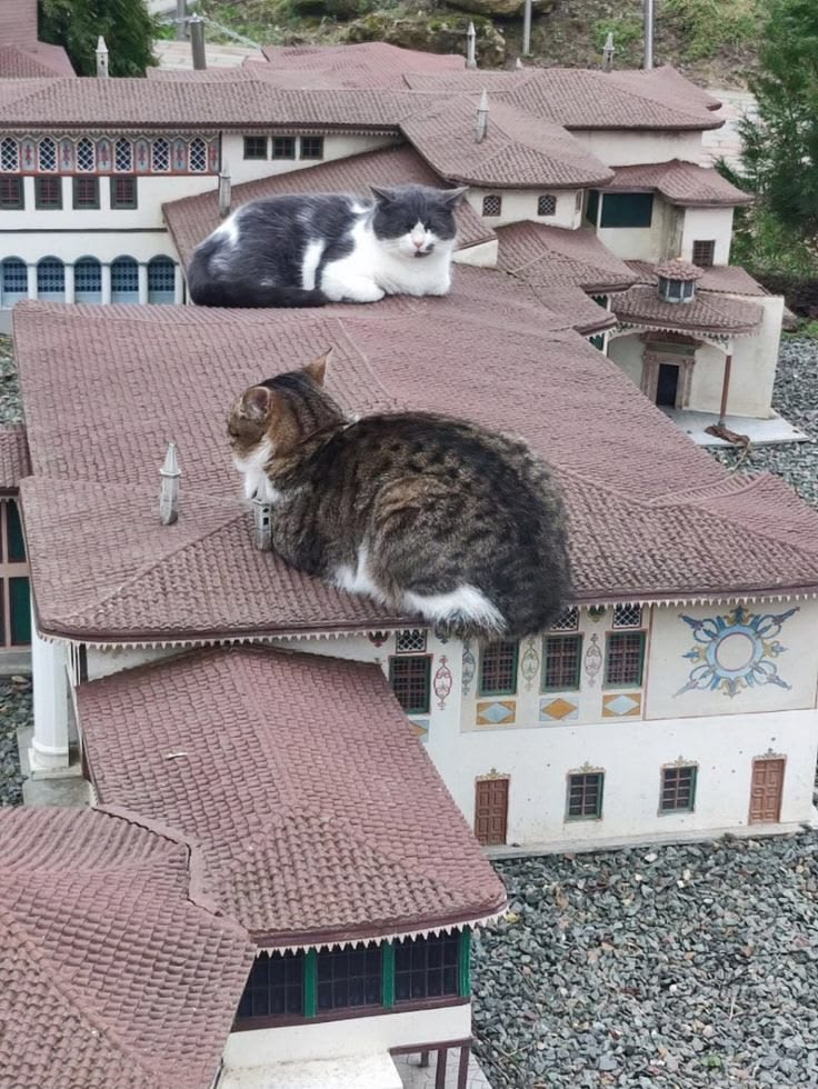 gatos fazendo gatices tweet media