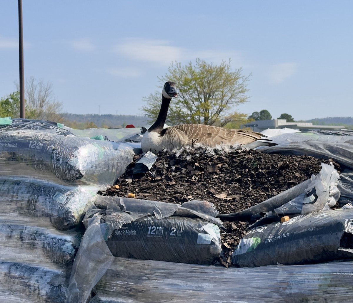 GeologistTony's tweet photo. This nesting Canadian goose at Lowe’s on highway 280 in Inverness has decided that these pallets of mulch are not for sale. She gave me the eye as I walked by.   haha. https://t.co/MTqeYV7NWh