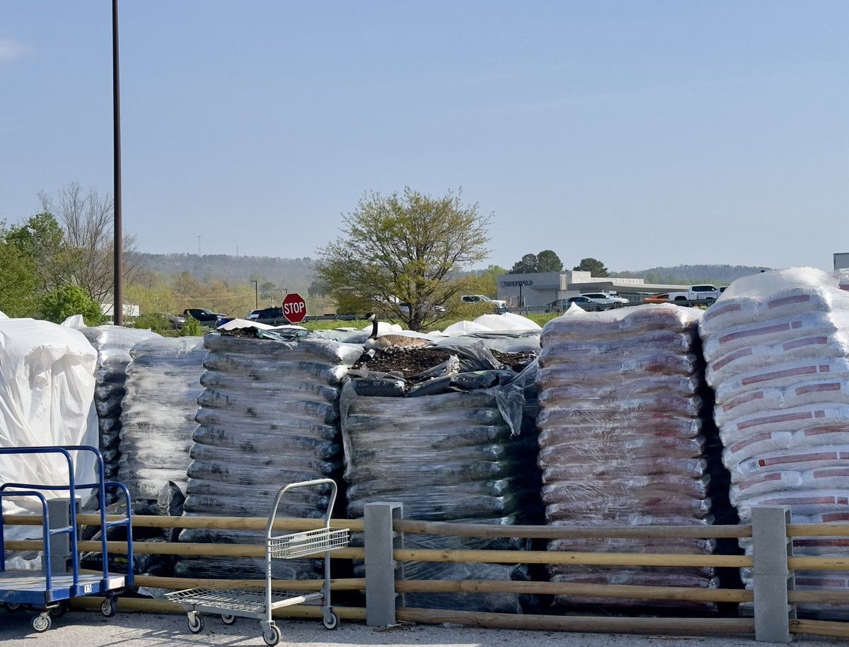 GeologistTony's tweet photo. This nesting Canadian goose at Lowe’s on highway 280 in Inverness has decided that these pallets of mulch are not for sale. She gave me the eye as I walked by.   haha. https://t.co/MTqeYV7NWh