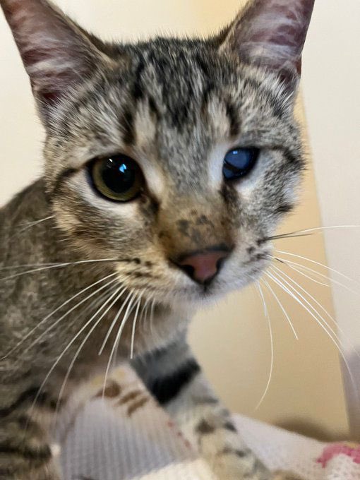 çitlembik zeyno tweet media