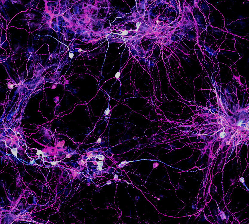 Curiosity tweet media