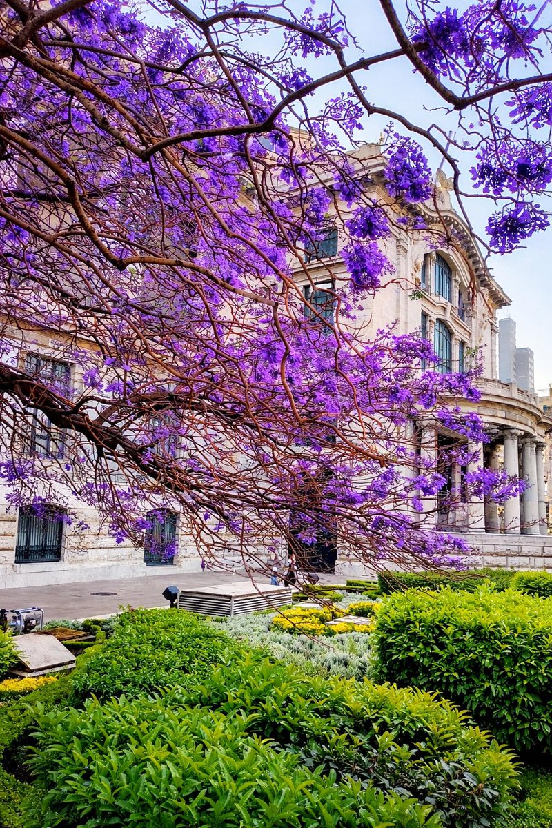 Autoridad del Centro Histórico tweet media