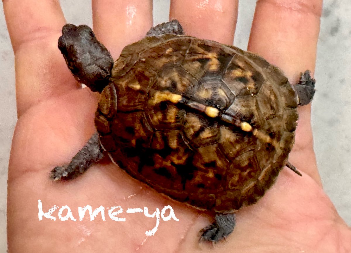 kame-yaナオ tweet media