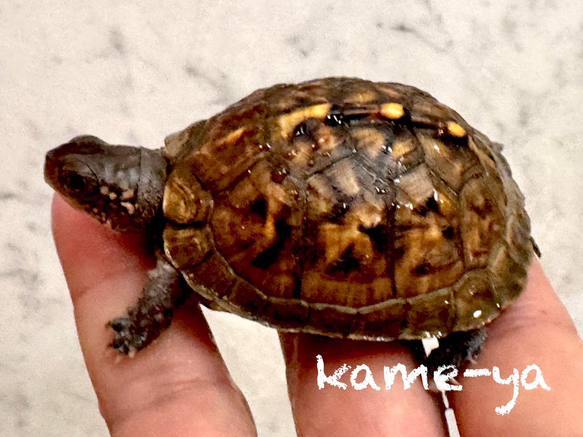 kame-yaナオ tweet media