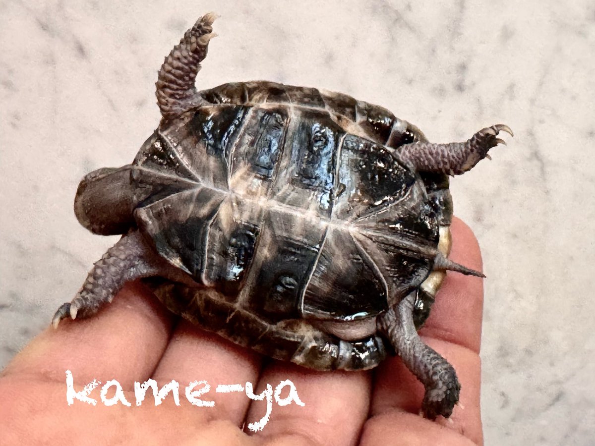 kame-yaナオ tweet media