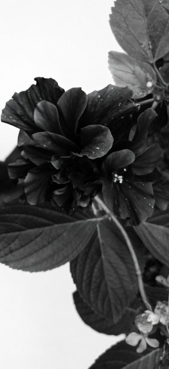 nazareno1996 tweet media