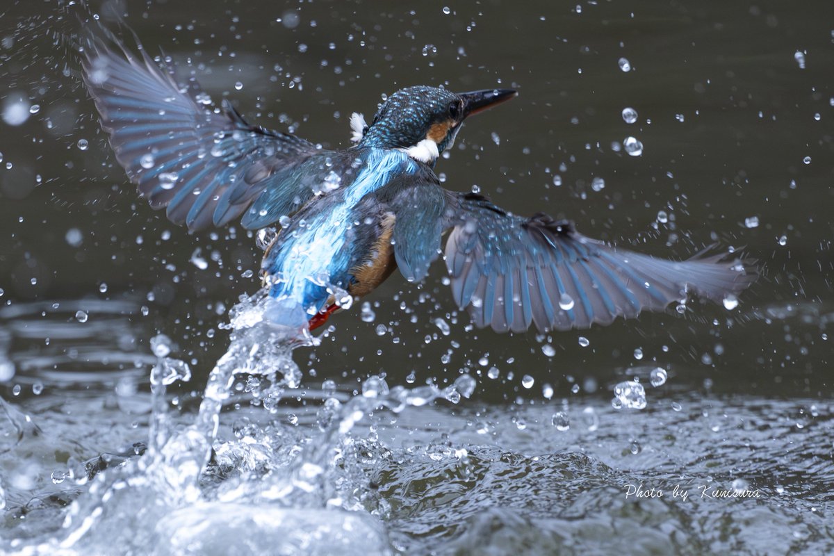 くにすら tweet media