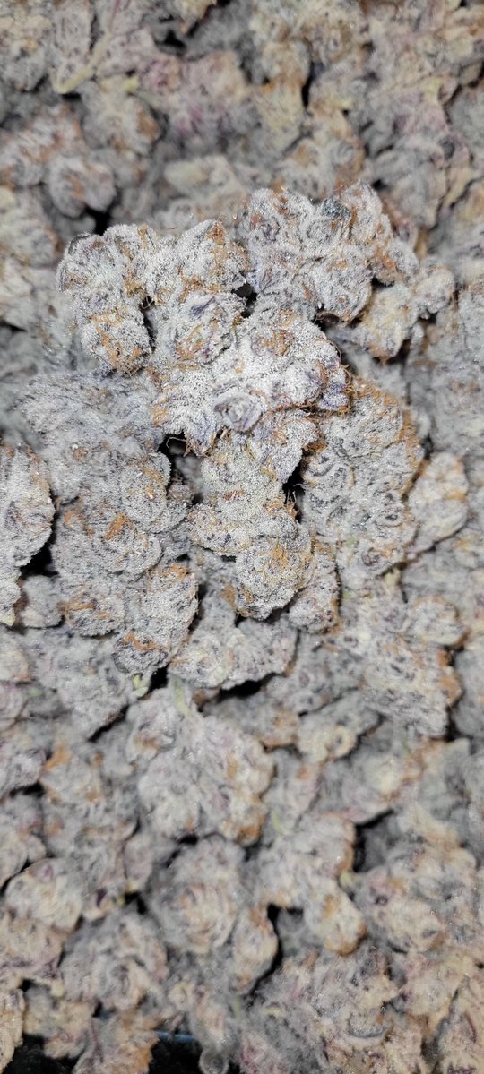 KayaExtracts tweet media