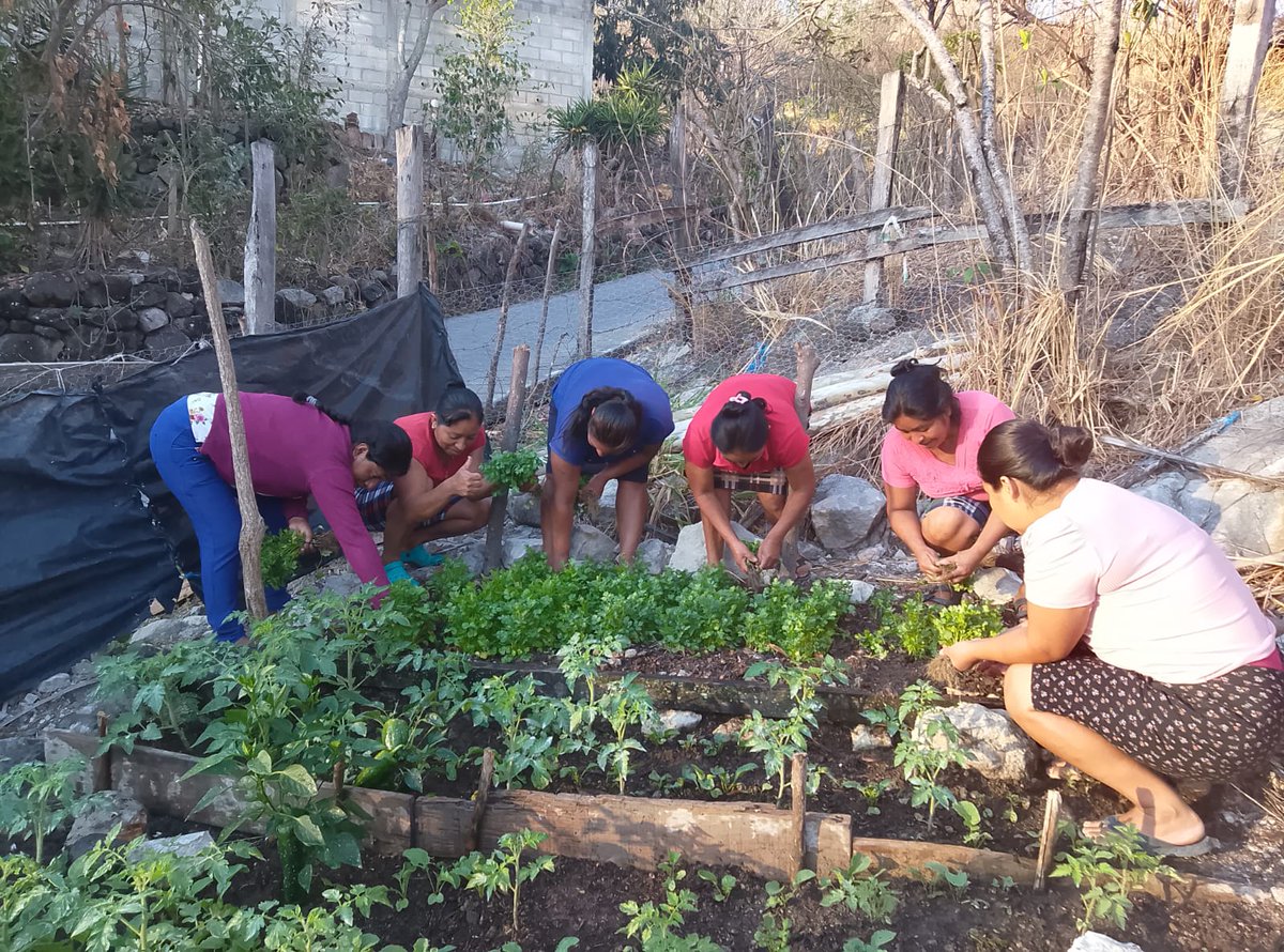 MAGA Guatemala tweet media