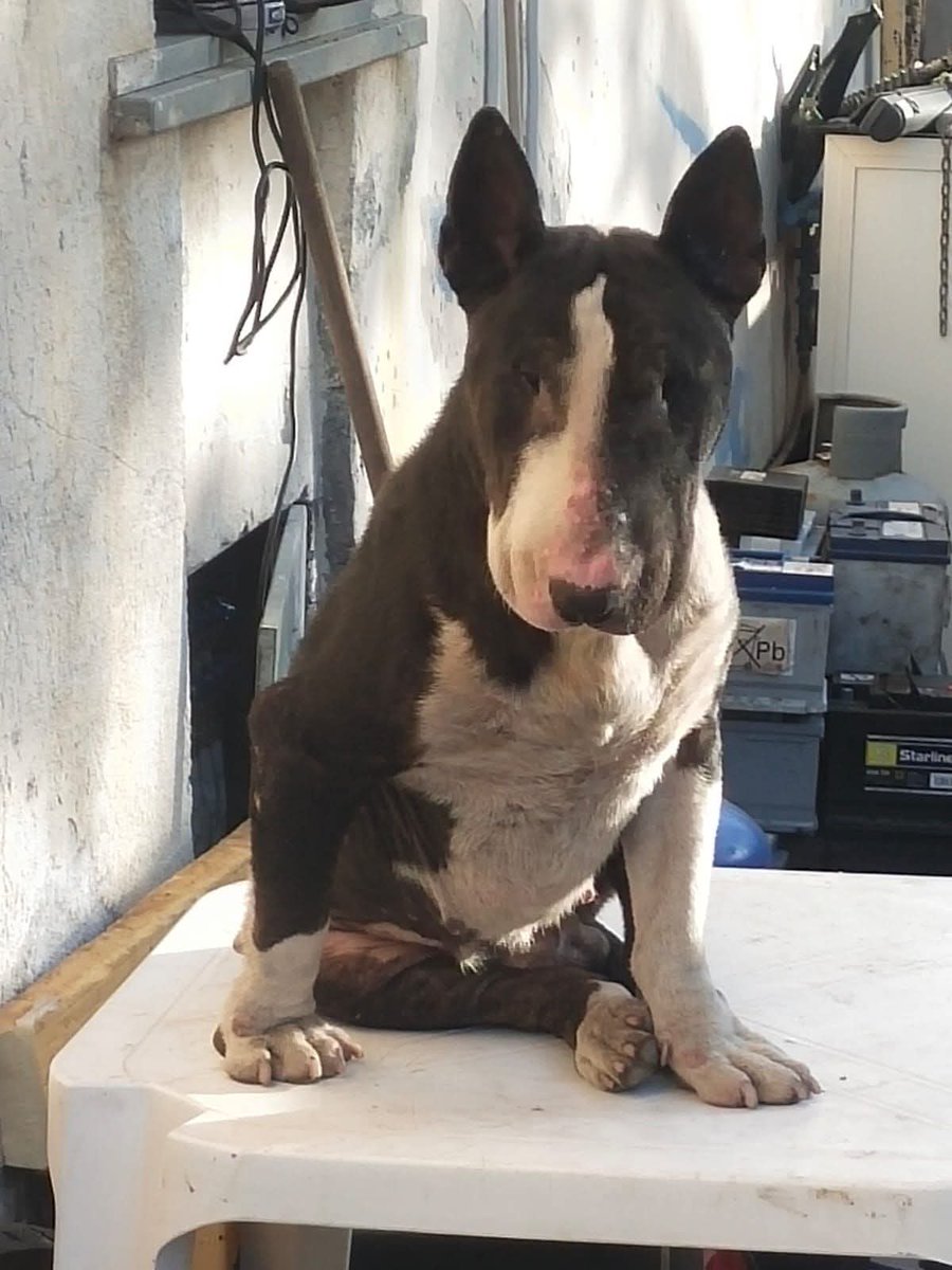 Ricevo,E' DAVVERO URGENTE💔🙏🙏🙏Vive in un officina🤦🏻‍♀️😓

Maschietto

Sui 4 anni

Quello che resta di un Bull Terrier🥺

Acireale Catania 3662634760 se non rispondo mandate un messaggio whatsapp