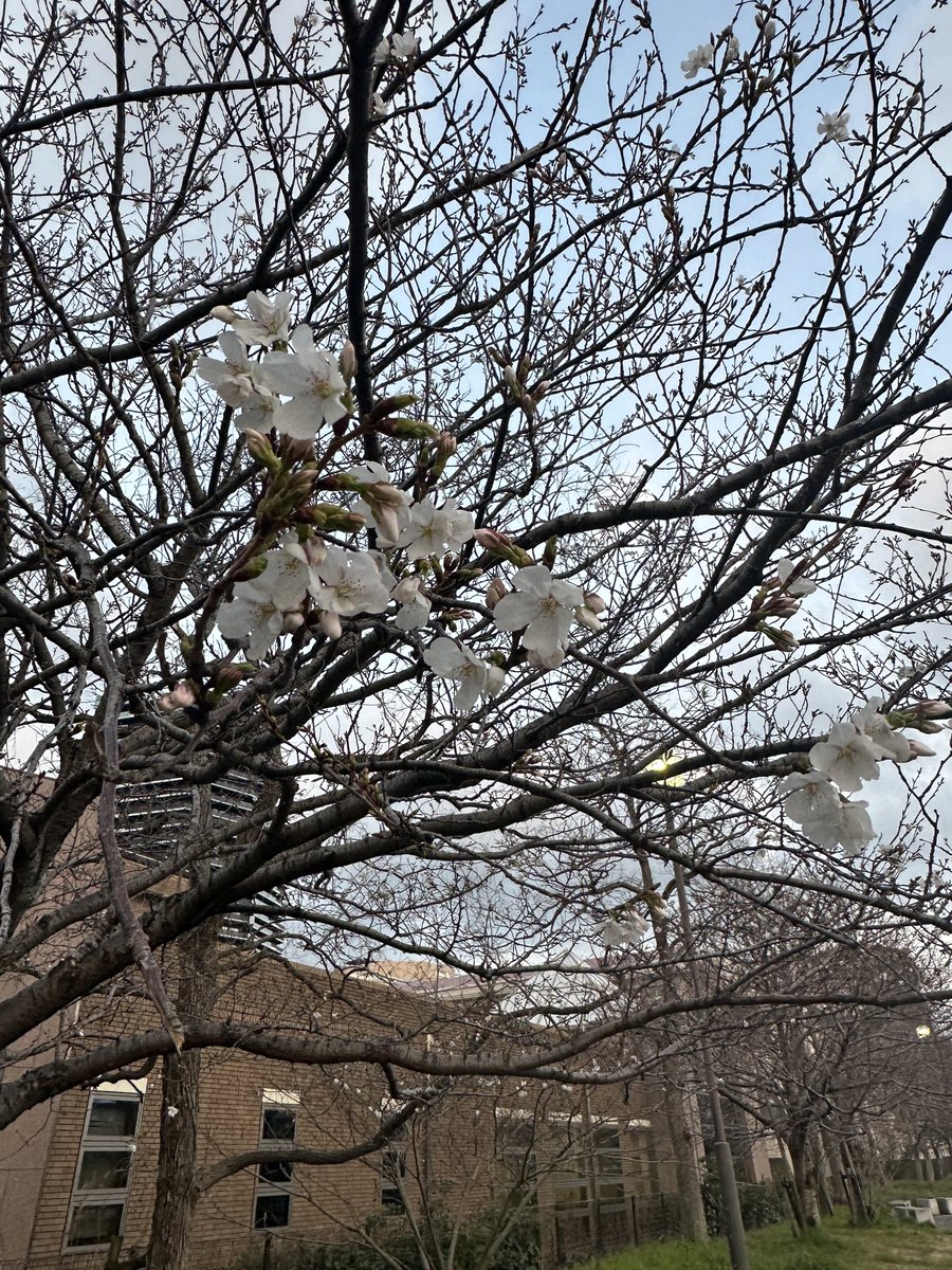 カペラ@エードさんに狂ってる tweet media