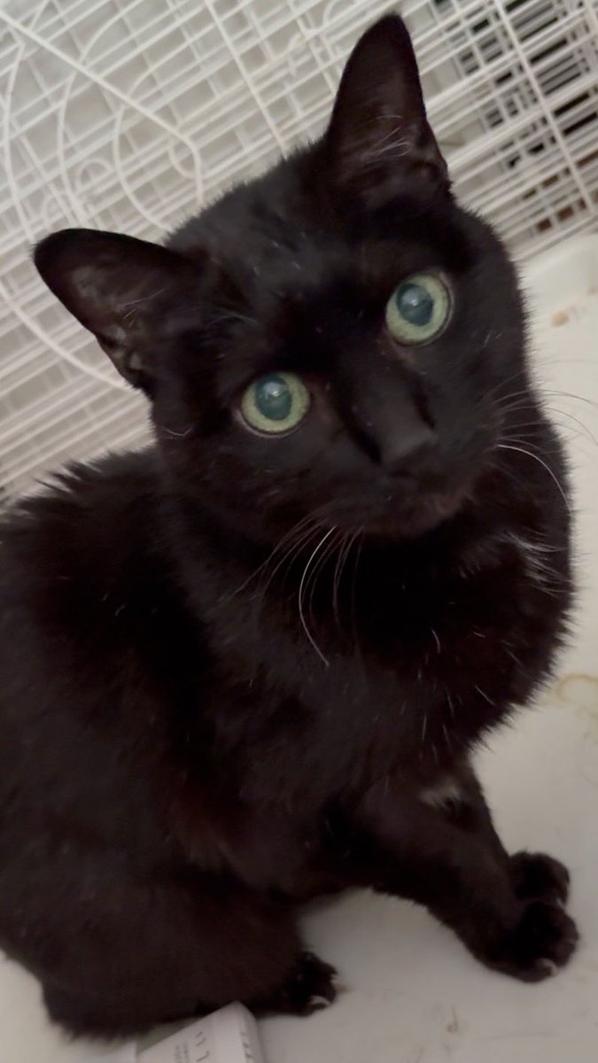 Milanista17 tweet media