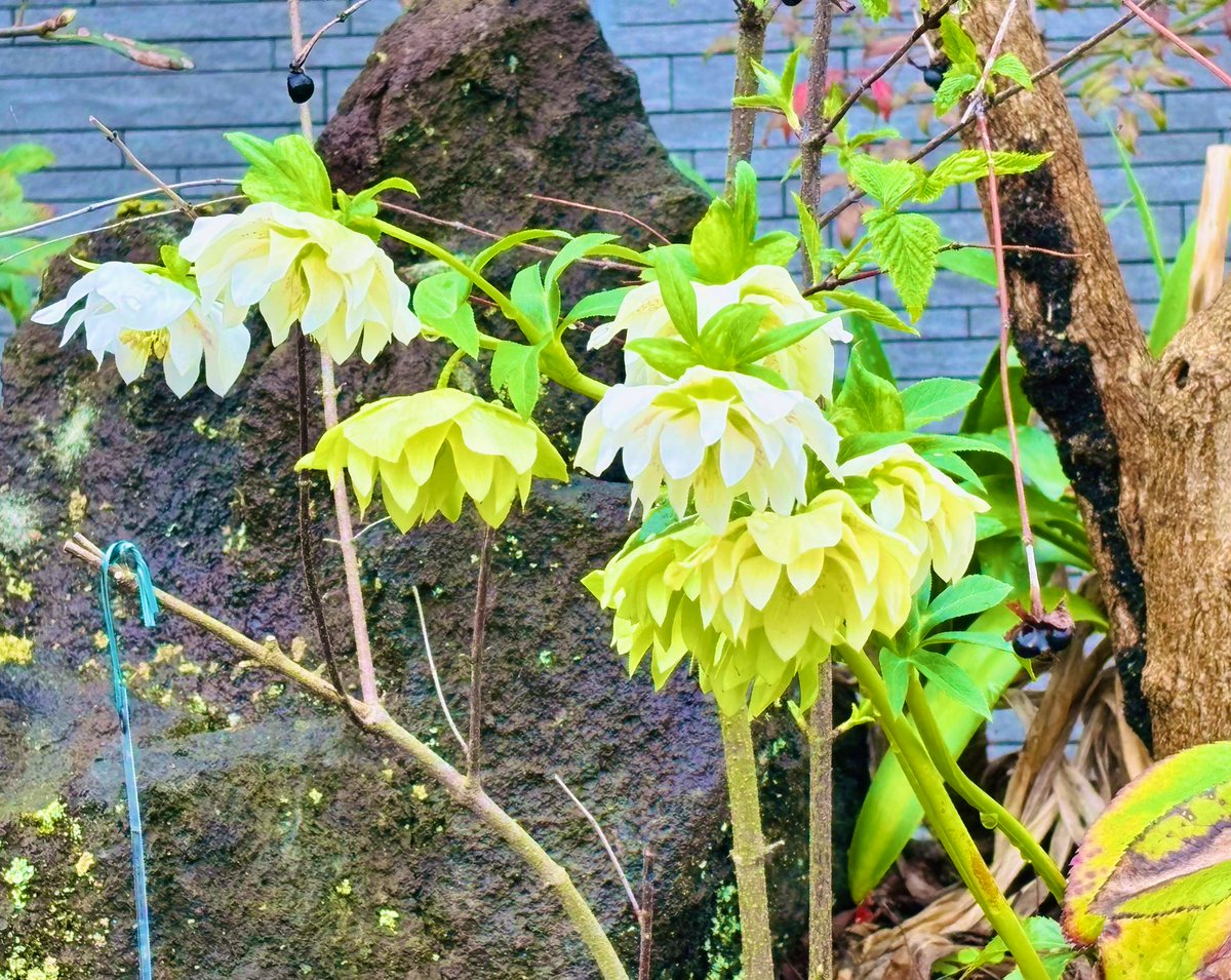 ⋆͛❥う̤̮ぉོる⃓ふら⃕む֒⑅⋆͛ tweet media