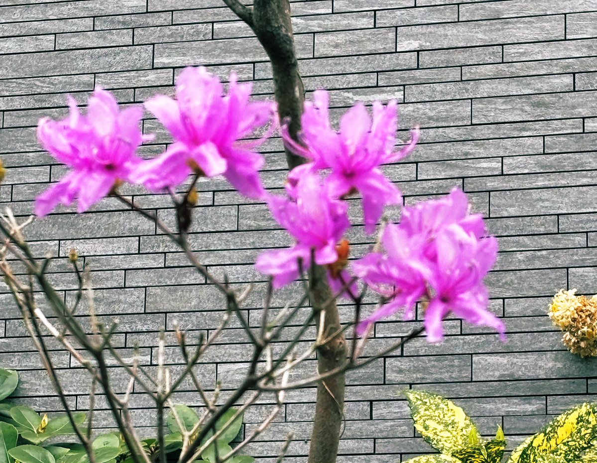 ⋆͛❥う̤̮ぉོる⃓ふら⃕む֒⑅⋆͛ tweet media