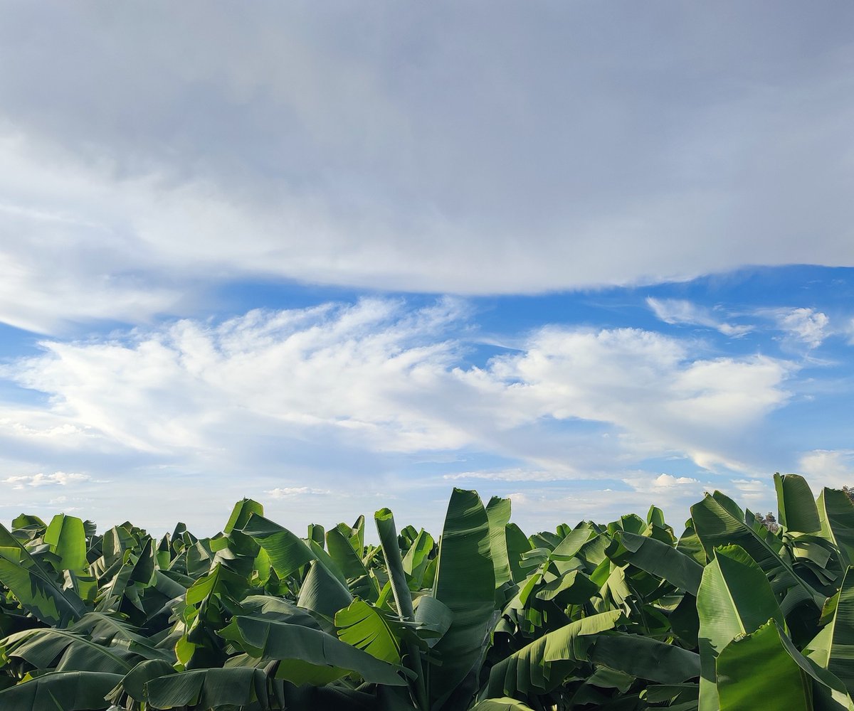 Zoalfekar🔱 tweet media