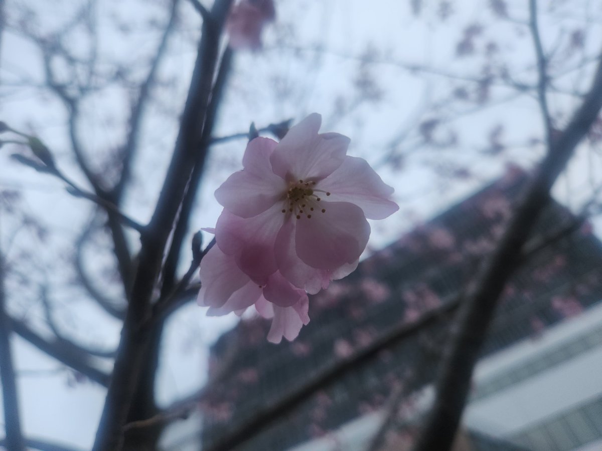 出羽 tweet media