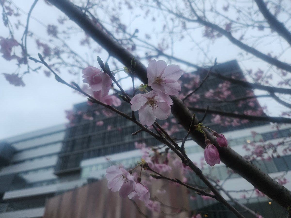 出羽 tweet media