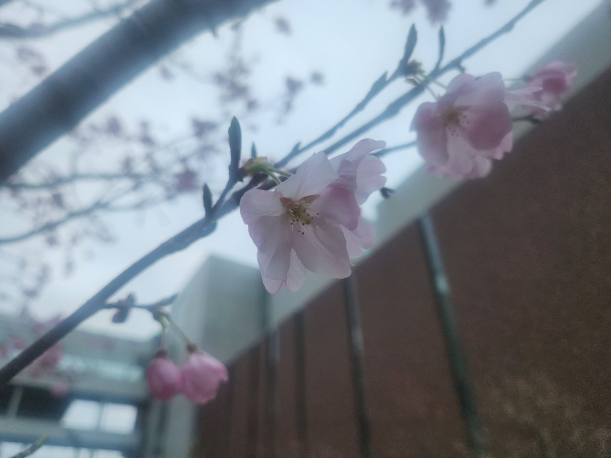 出羽 tweet media