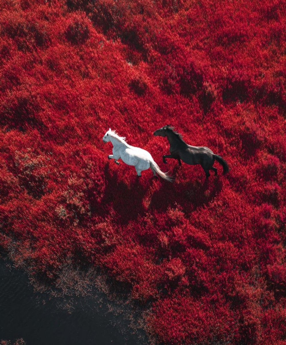 Album Aura 💿 tweet media