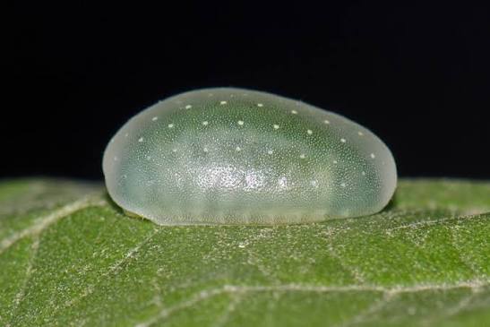 🌧️🐛 io tweet media