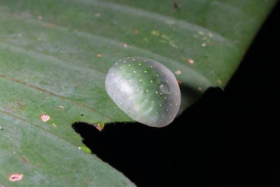 🌧️🐛 io tweet media