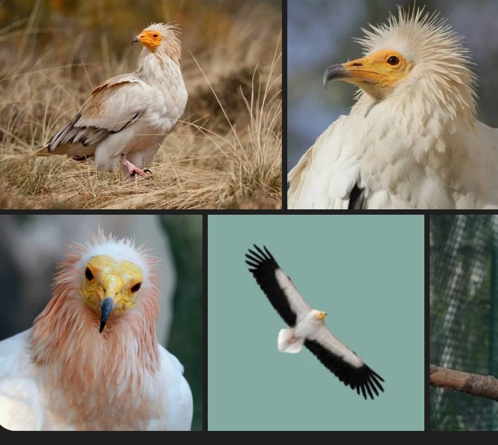 .SPOOKY Jim_Universe |-/ tweet media