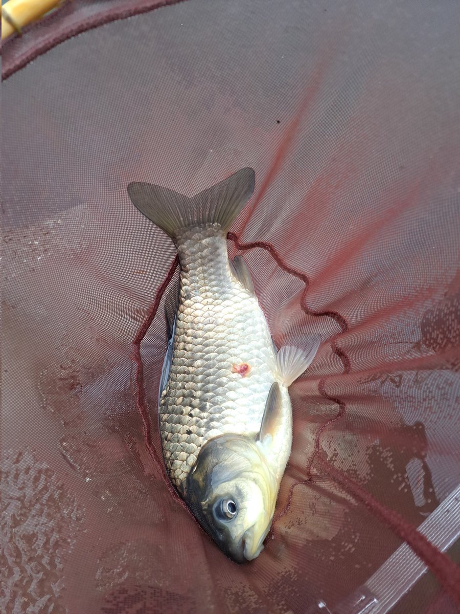 チョウチンアンコウ(♂) tweet media