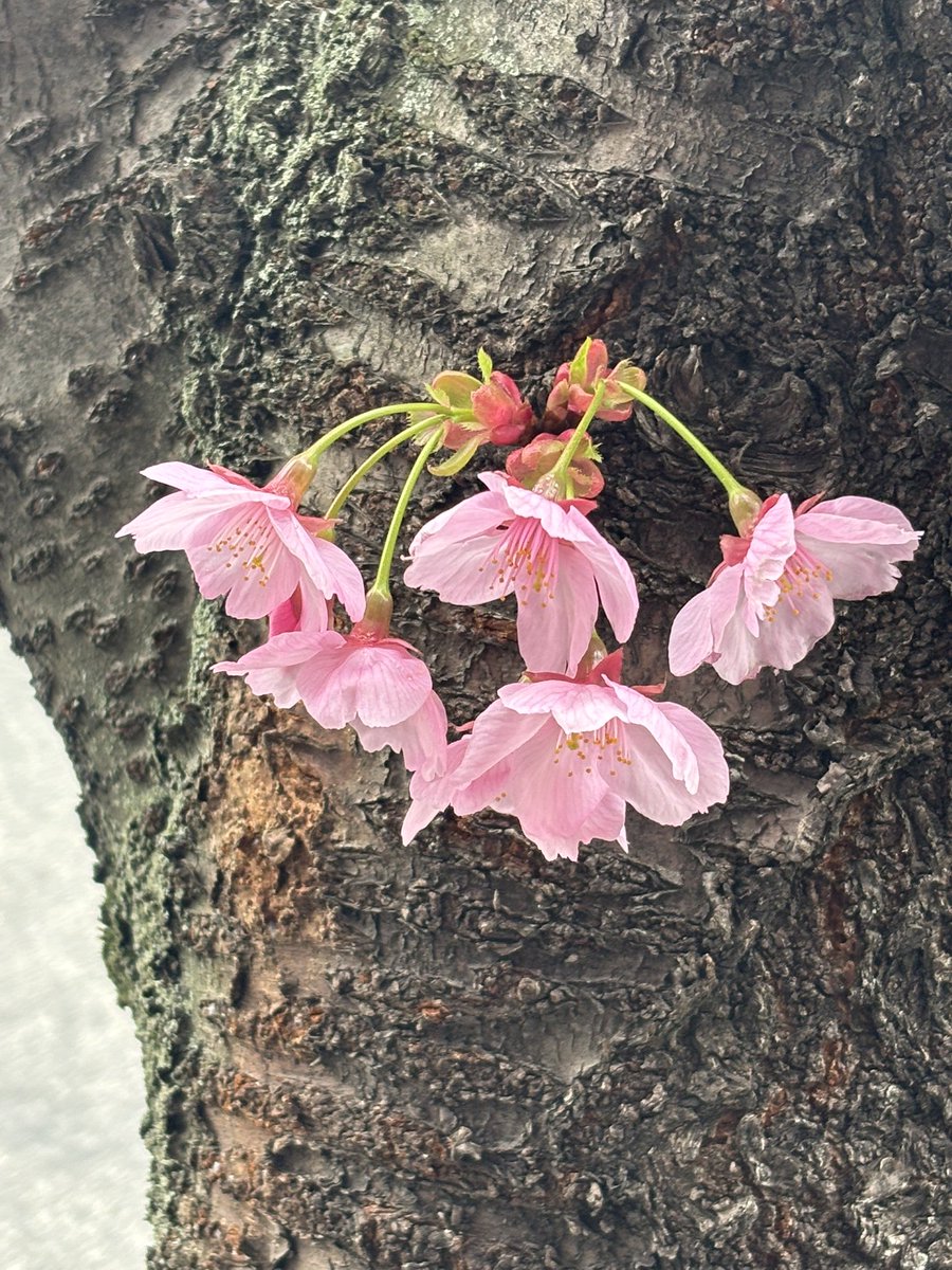 和服のおじさん tweet media