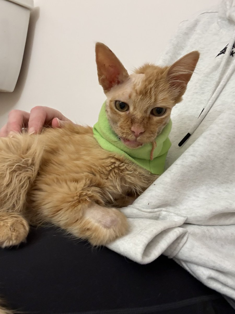 Sarah Fletcher tweet media