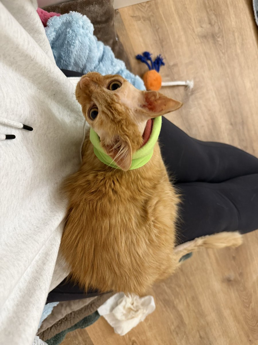 Sarah Fletcher tweet media