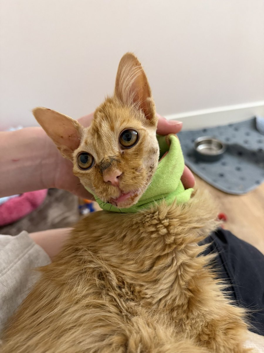 Sarah Fletcher tweet media