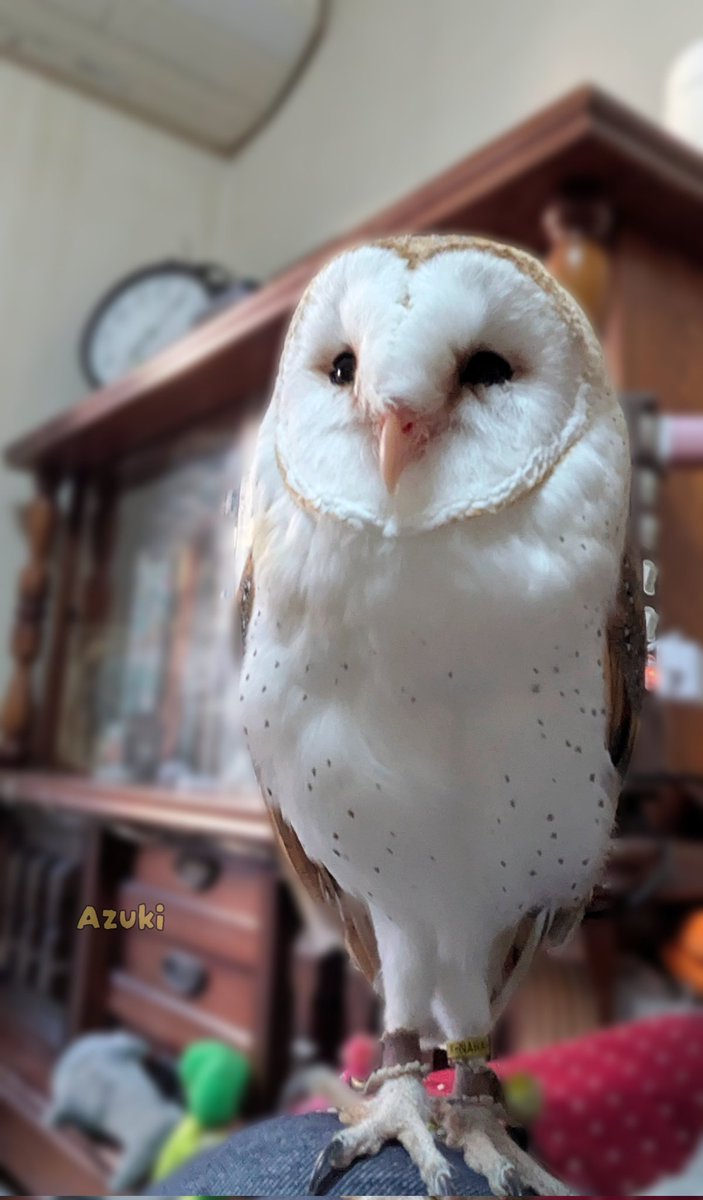 imaima(いまいま) tweet media