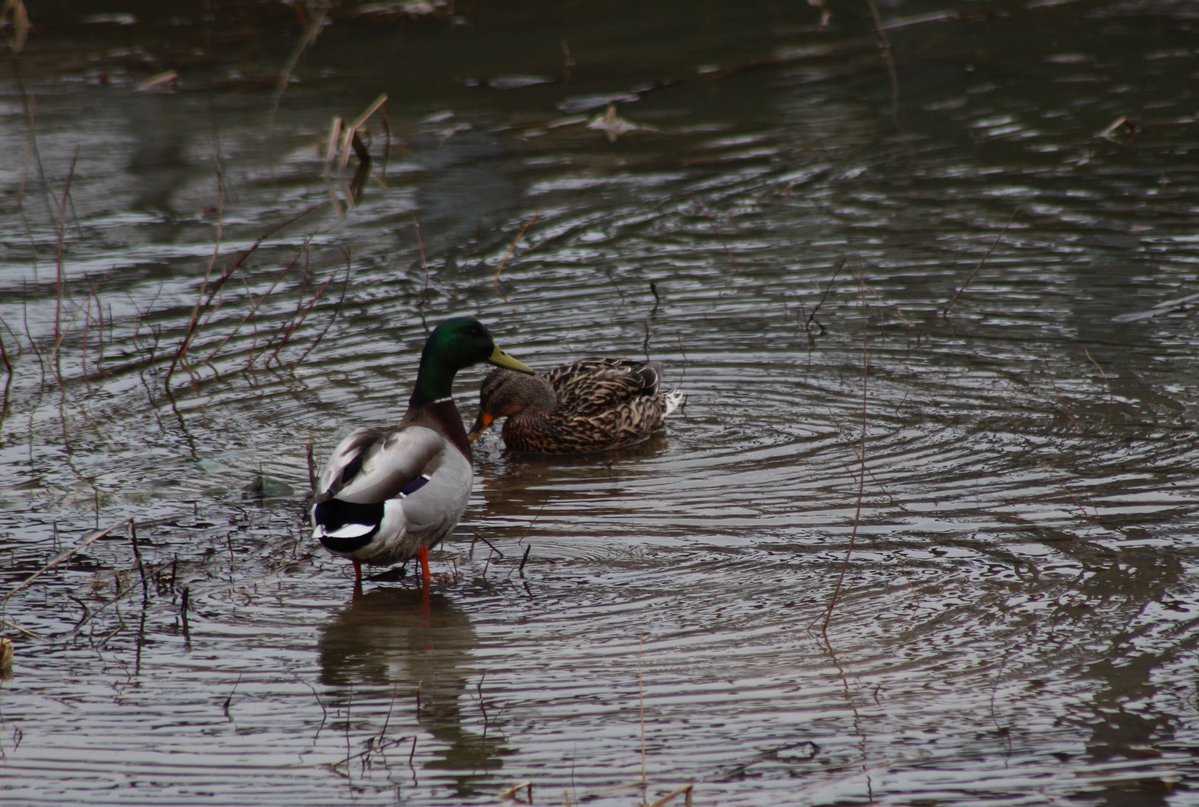 ♡ quinn tweet media