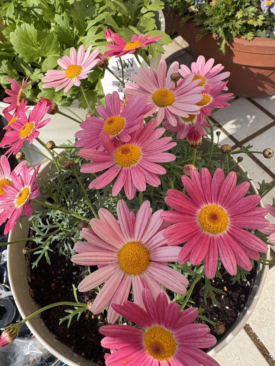 みーちゃん tweet media