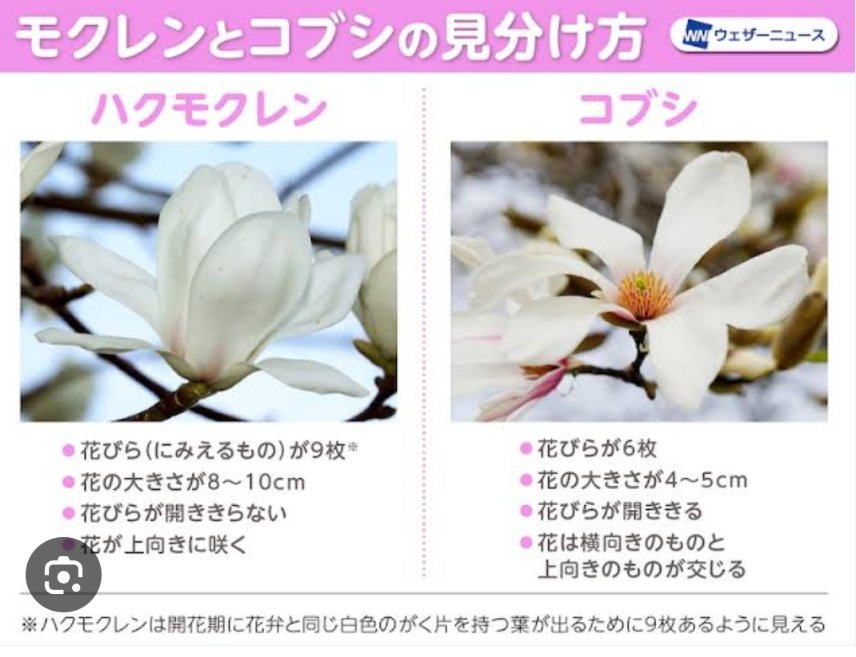 Jade(あさはパン) tweet media