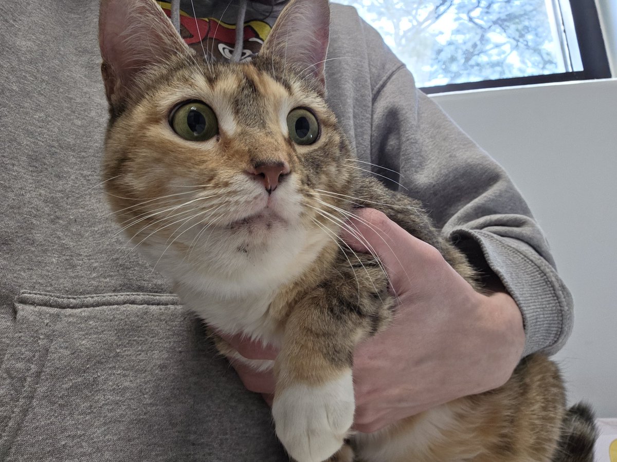 🦠🌸Shoko SLUG VTUBER𖦹 ̫ 𖦹蛞蝓 硝子 |slugmunculus tweet media