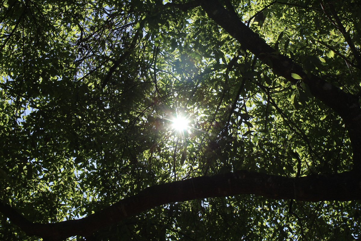 evil elly tweet media