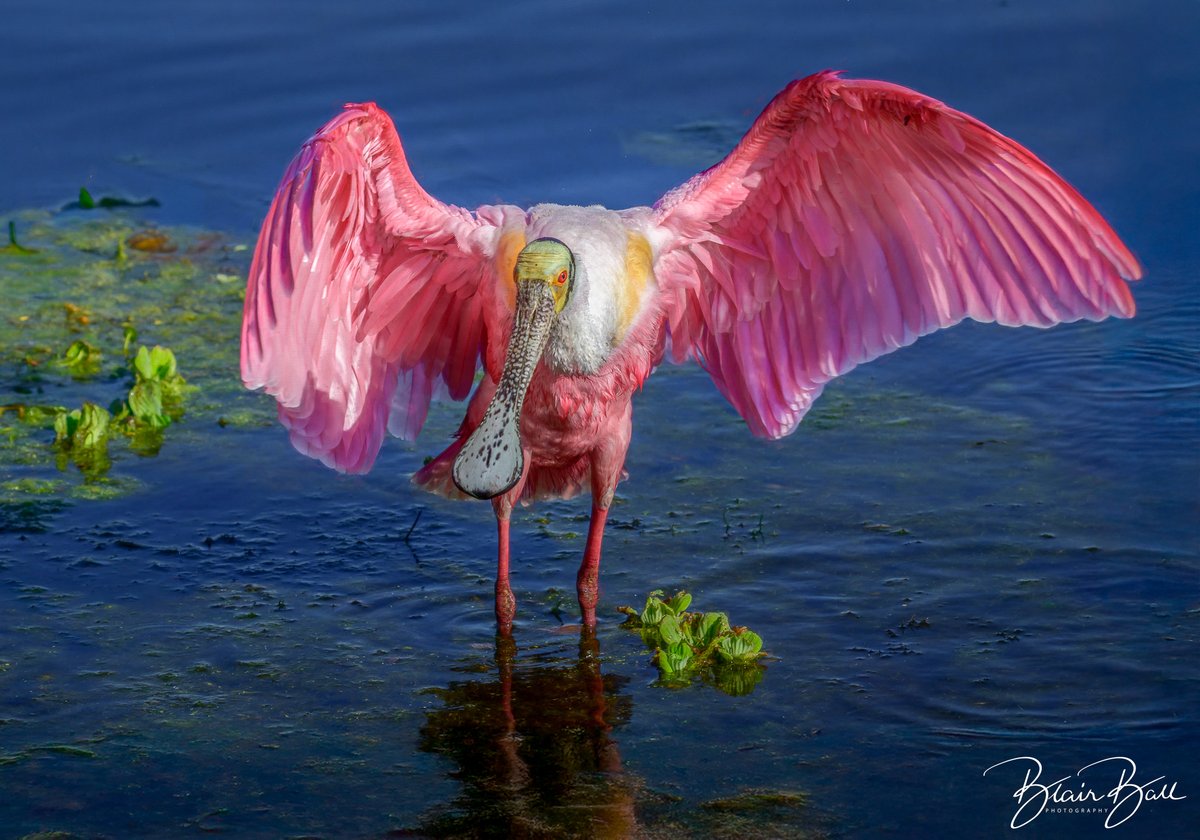 Roseate Spoonbill in the Florida wetlands. Roseate spoonbills get their vibrant pink color from their diet,  They acquire this pigment by eating small crustaceans, such as shrimp and crayfish. #florida #birdsoﬁnstagram #roseatespoonbill #birdphotographý