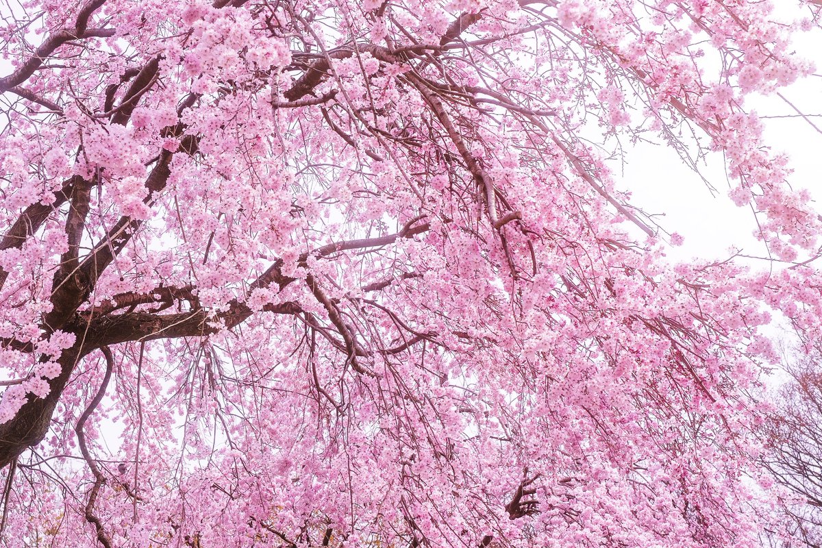 ROG FLOW T tweet media