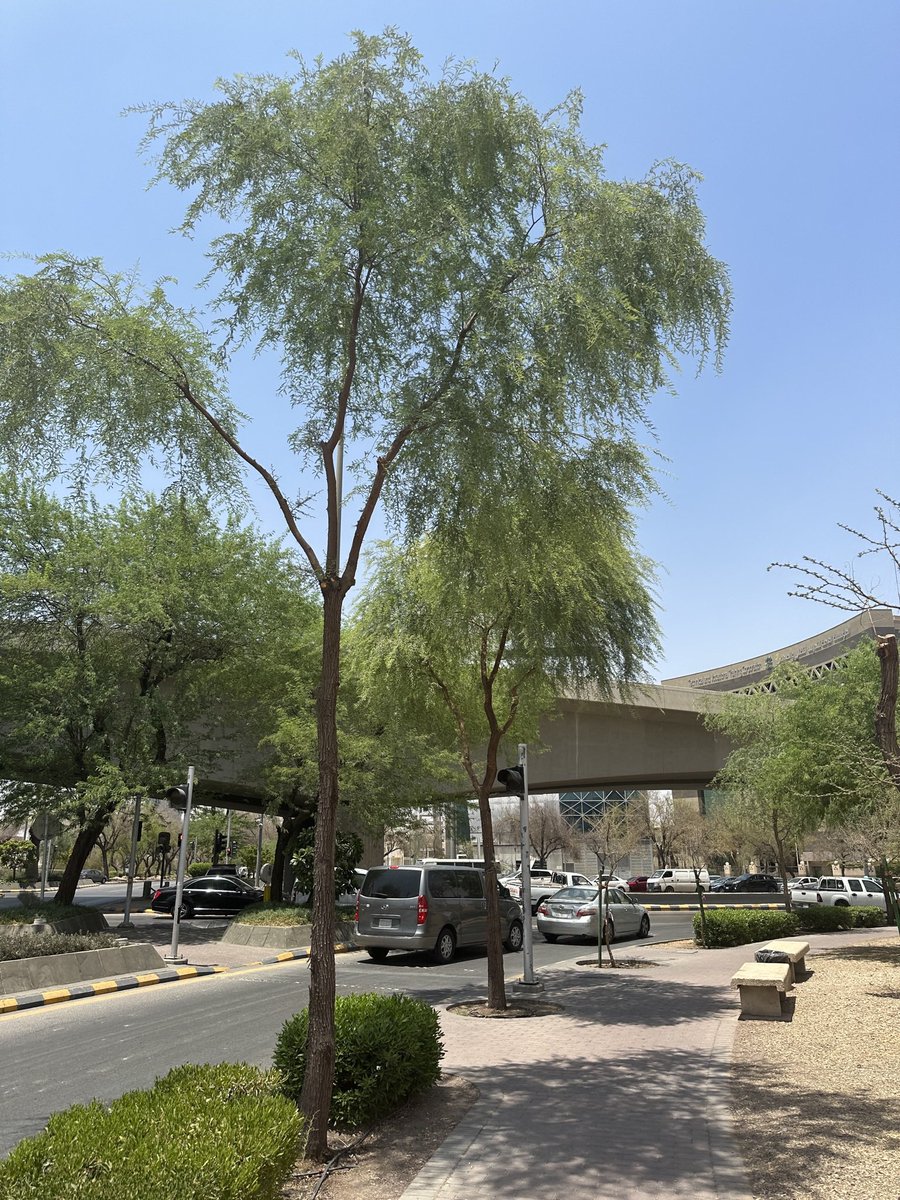 عبود المنلا tweet media