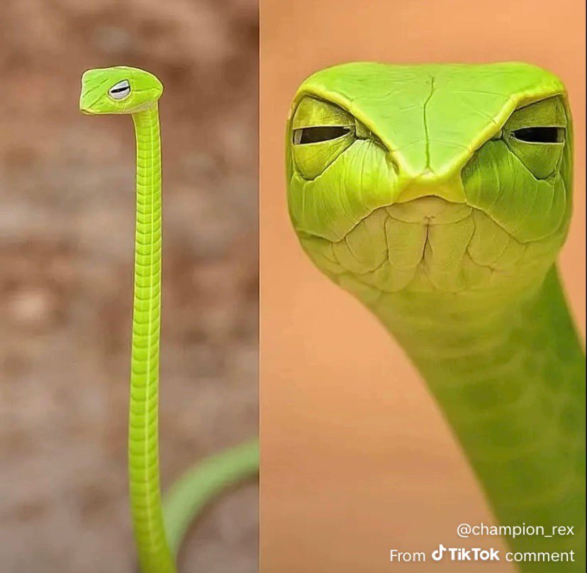 𝑫𝒂𝒅𝒅𝒚’𝒔 𝑮𝒊𝒓𝒍°❀⋆.ೃ࿔*:･ tweet media