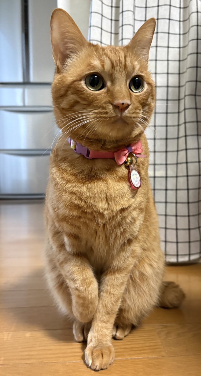 とこも tweet media