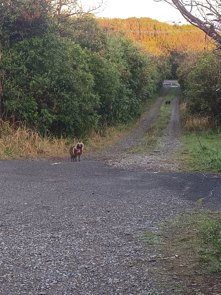 SURLY(ｻﾘｰ) tweet media