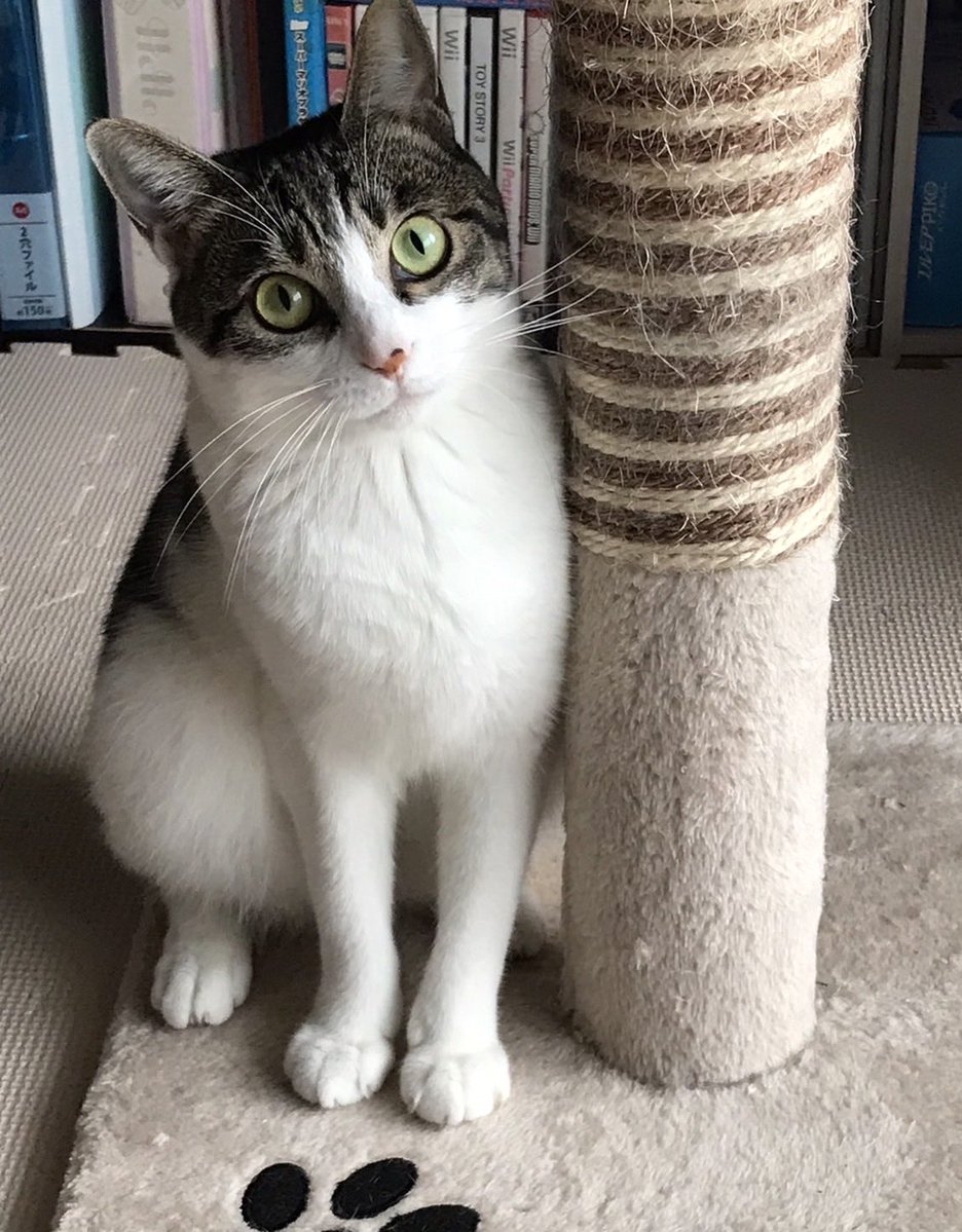 ネコマム🙏🏻🤗 tweet media