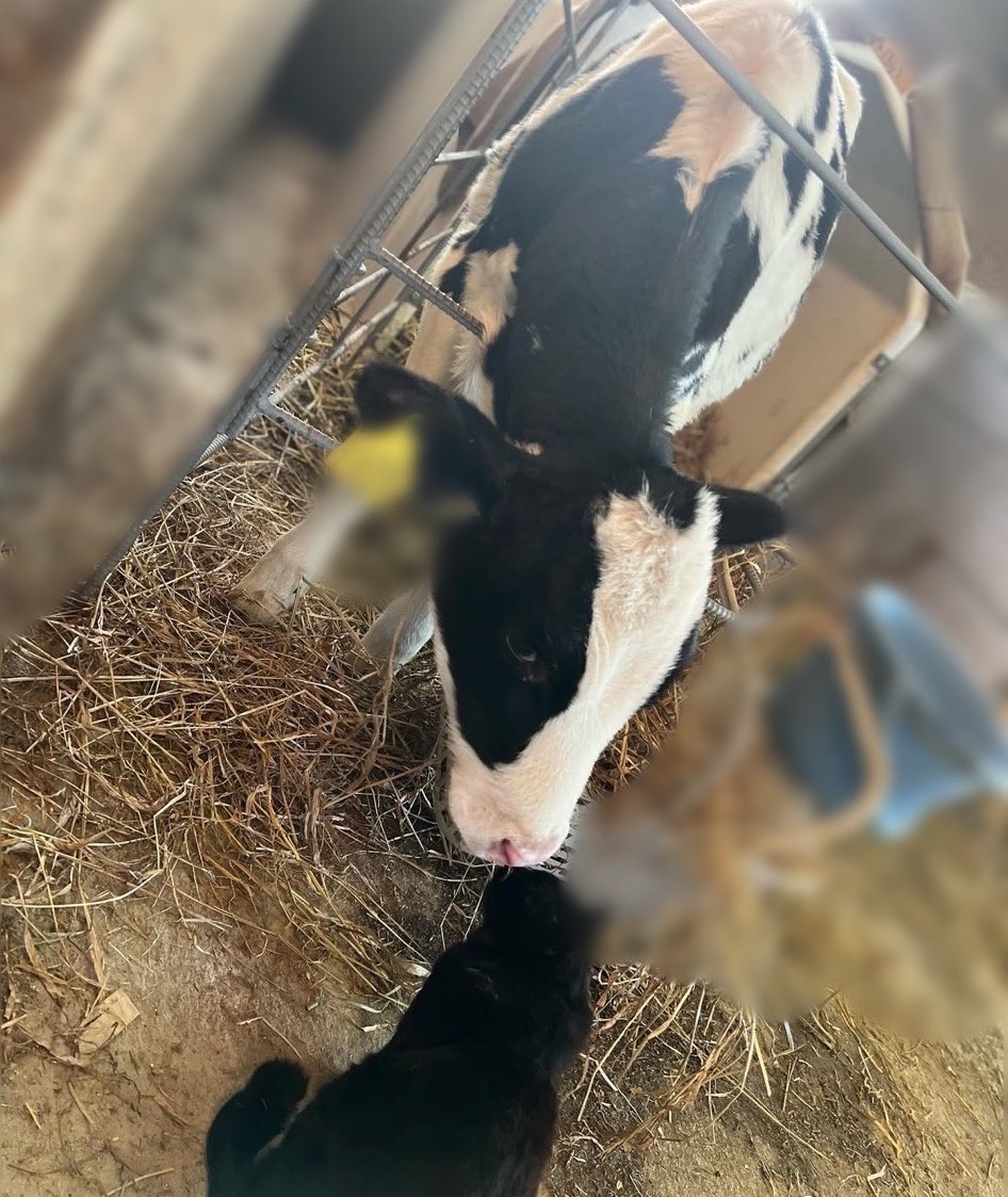 ペトラナイトメア💜✨酪農家サキュバスVtuber tweet media